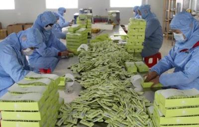 牛蒡沃土綻金花 綠色農肥助振興——徐州豐縣以特色產業與科學施肥撐起鄉村發展脊梁